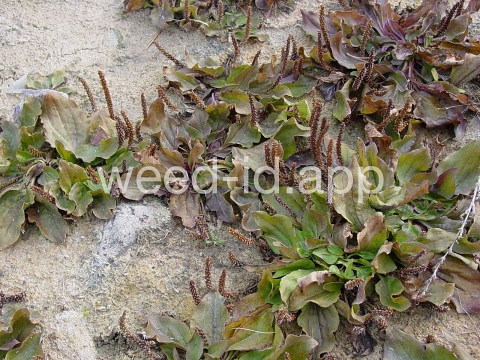 plantain, broadleaf